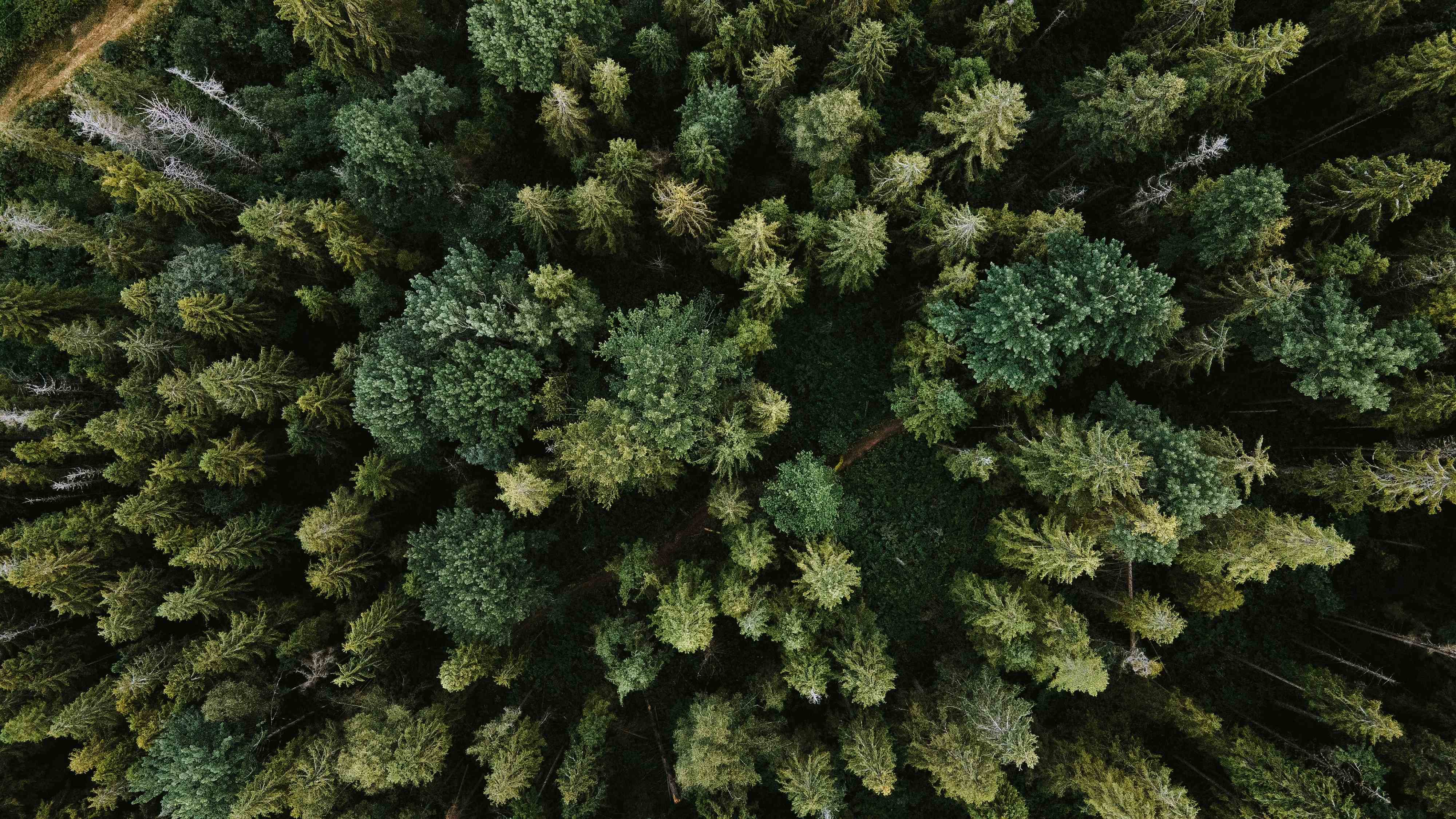 Aerial view of sustainable forest